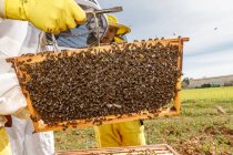 Crop unrecognizable professional beekeepers with smoker checking honeycomb with bees while working in apiary in summer day — Stock Photo