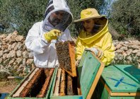 Apicultores profissionais masculinos e femininos que inspecionam favos de mel com abelhas enquanto trabalham no apiário no dia de verão — Fotografia de Stock