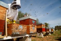 Чоловічий пасічник в білому захисному одязі, що тримає стільники з бджолами, збираючи мед у пасіці — стокове фото