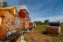Nahaufnahme des neuen hölzernen Bienenkastens mit Bienen im Bienenhaus an sonnigen Sommertagen — Stockfoto