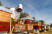 Пчеловод в белой защитной одежде держит соты с пчелами во время сбора меда на пасеке — стоковое фото