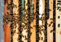 Closeup of honeycomb frame inside wooden box covered with bees during honey harvesting in apiary — Stock Photo