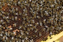 Fechar a moldura do favo de mel com as abelhas durante a colheita do mel no apiário — Fotografia de Stock