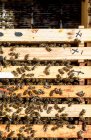 Рама из меда внутри деревянной коробки, покрытая пчелами во время уборки меда на пасеке — стоковое фото