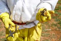Nahaufnahme eines anonymen Imkers in Schutzkleidung und Handschuhen, der ein Instrument und ein Stück Wabe mit Bienen beim Sammeln von Honig in der Imkerei hält — Stockfoto