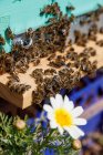 Honeycomb frame inside wooden box covered with bees during honey harvesting in apiary near daisy white and yellow flower — Stock Photo