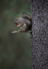 Adorable furry squirrel hanging from tree trunk in a forest eating acorn nut — Stock Photo