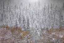 Tranquil Canadian winter scenery with snowfall in coniferous forest and field with yellow grass — Stock Photo