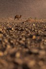 Сверху головы мирного верблюда с песком на размытом фоне в Марокко — стоковое фото