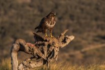 Common buzzard sitting on rough snag and waiting for prey on blurred background of grassland in nature — Stock Photo