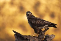 Buzzard comum sentado em empecilho áspero e esperando por presa em fundo turvo de prados na natureza — Fotografia de Stock