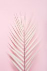Білий пальмовий лист, розташований на рожевому фоні — стокове фото