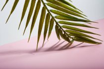 Grüne tropische Palme Blatt über rosa Blatt Papier — Stockfoto