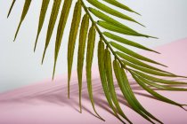 Feuille de palmier tropical vert sur feuille de papier rose — Photo de stock