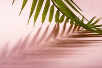 Feuille de palmier tropical vert sur feuille de papier rose — Photo de stock