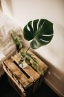 De encima de vidrio con agua dulce y hojas de monstera verde colocadas en la caja de madera contra la pared en el dormitorio - foto de stock