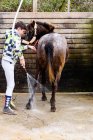 Adolescent garçon à l'aide de tuyau pour laver manteau de cheval roan contre mur en bois de stalle après équitation leçon d'équitation dans l'école équestre — Photo de stock