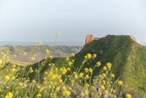 Kleine gelbe Blumen wachsen an einem sonnigen Tag auf einem grünen Grashügel in friedlicher Natur in der Nähe alter Turmruinen — Stockfoto