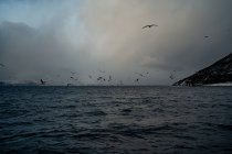 Água do mar com pássaros voando em céu nublado cinza contra costa de montanha nevado no inverno na Noruega — Fotografia de Stock