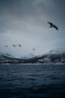 Морская вода с птицами, летящими в сером облачном небе против снежного горного берега зимой в Норвегии — стоковое фото
