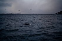 Высокий угол одинокого черного кита, плавающего в беспокойной морской воде и птиц, летящих в сером облачном небе против снежной горной береговой линии зимой в Норвегии — стоковое фото