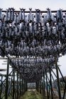 Von unten Konstruktion mit Metallsäulen und Balken mit hängenden Trockenfischen gegen grauen wolkenverhangenen Himmel auf der Straße in Norwegen — Stockfoto