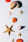 Vista superior de conchas de colores y estrellas de mar secas colocadas en la superficie de estuco blanco en el día de verano - foto de stock