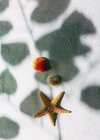 Draufsicht auf getrocknete Seesterne und kleine Muscheln auf Gipsoberfläche in der Nähe Schatten des Astes mit Blättern an Sommertagen platziert — Stockfoto