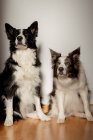 Серьезные белые и черные чистокровные собаки смотрят вверх, сидя на деревянном полу на серой стене — стоковое фото