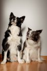 Cães de raça pura brancos e pretos sérios olhando para cima enquanto sentados no chão de madeira contra a parede cinza — Fotografia de Stock