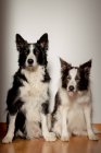 Серйозні білі і чорні чистокровні собаки дивляться на камеру, сидячи на дерев'яній підлозі біля сірої стіни. — стокове фото
