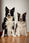 Серйозні білі і чорні чистокровні собаки дивляться на камеру, сидячи на дерев'яній підлозі біля сірої стіни. — стокове фото