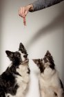 Side view of funny black and white purebred dogs receiving small piece of chicken from above while having snack time — Stock Photo