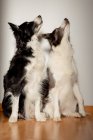 Serious white and black purebred dogs looking up while sitting on wooden floor against gray wall — Stock Photo