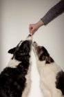Vista lateral de perros divertidos de raza pura en blanco y negro que reciben un pequeño trozo de pollo desde arriba mientras toman un aperitivo - foto de stock