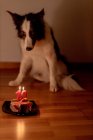 Calm Border Collie perro recibiendo carne cruda de cumpleaños con velas encendidas en el plato mientras está acostado en el suelo en la habitación con las luces apagadas - foto de stock
