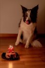 Спокійний Прикордонний Коллі-дог отримує сирий день народження стейк з свічками на тарілці, лежачи на підлозі в кімнаті з вимкненим світлом. — стокове фото
