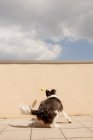 Возбужденный пограничный колли, несущий желтый шар во рту, играющий у бетонного забора и идущий по пути к владельцу на солнечной улице — стоковое фото