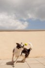 Возбужденный пограничный колли, несущий желтый шар во рту, играющий у бетонного забора и идущий по пути к владельцу на солнечной улице — стоковое фото