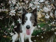 Curious Border Collie dog standing on flowerbed near sidewalk in sunny park — Stock Photo