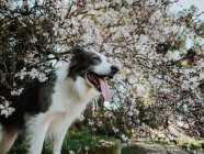 Neugieriger Border Collie-Hund steht auf Blumenbeet in der Nähe von Bürgersteig in sonnigem Park — Stockfoto
