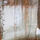 Vignes fraîches de plantes minces suspendues contre un mur de ciment minable à l'extérieur du bâtiment abandonné — Photo de stock