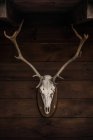 Teschio bianco di cervo con corna attaccate alla parete di legno nella casa di campagna in Cantabria — Foto stock