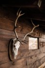 Crâne blanc cerf avec cornes crâne attaché au mur en bois dans une maison de campagne en Cantabrie — Photo de stock
