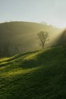 Vista cênica de colinas verdes na luz solar brilhante — Fotografia de Stock