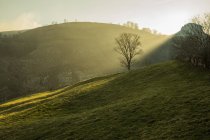 Tranquillo panorama nebbioso di alberi verdi e colline coperte d'erba e illuminate dal sole in Cantabria — Foto stock