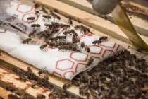 Apicoltore raccolto utilizzando bastone di legno per separare cornici a nido d'ape l'uno dall'altro per estrarre telaio mentre distrae le api con esca di sacchetto di zucchero — Foto stock