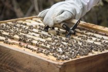 Apiculteur prenant cadre de nids d'abeilles avec abeilles — Photo de stock