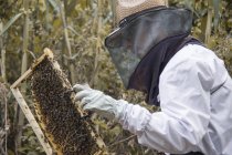 Пчеловод держит раму из сотов с пчелами — стоковое фото