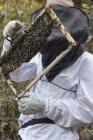 Beekeeper holding frame of honeycombs with bees — Stock Photo